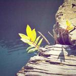 Raheem Cruickshank Profile Picture