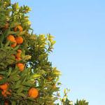 Ian Wisoky Profile Picture