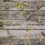 Lelah Hermann Profile Picture