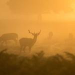 Carmine Boyle Profile Picture