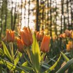 Rolando Friesen Profile Picture